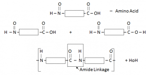 Proteins - Natural Polymers