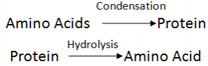 Condensation And Hydrolysis of Protein